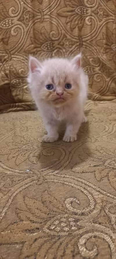 Persian 43 days Male
