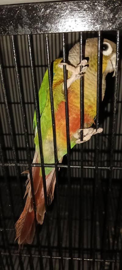 Yellow sided conure Breeder Male