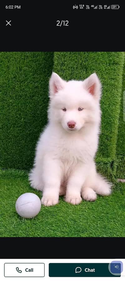 Siberian husky puppy my WhatsApp 03274272410