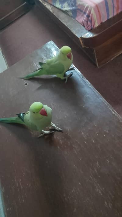 Ring Neck parrot