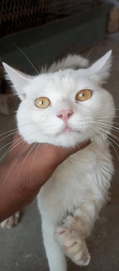 Persian cat
