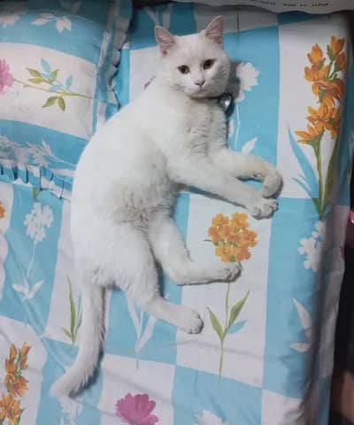 Persian cat