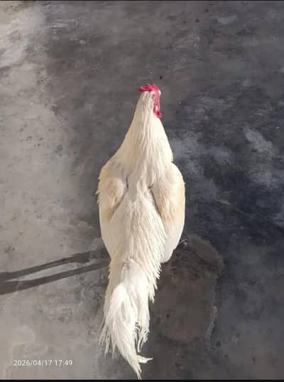 aseel Heera murga with white noknali