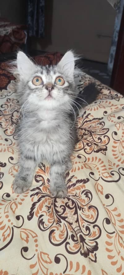 Active Grey Tabby Persian Male Kitten For Sale - Beautiful Eyes