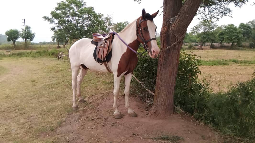 Pinto Mare 0