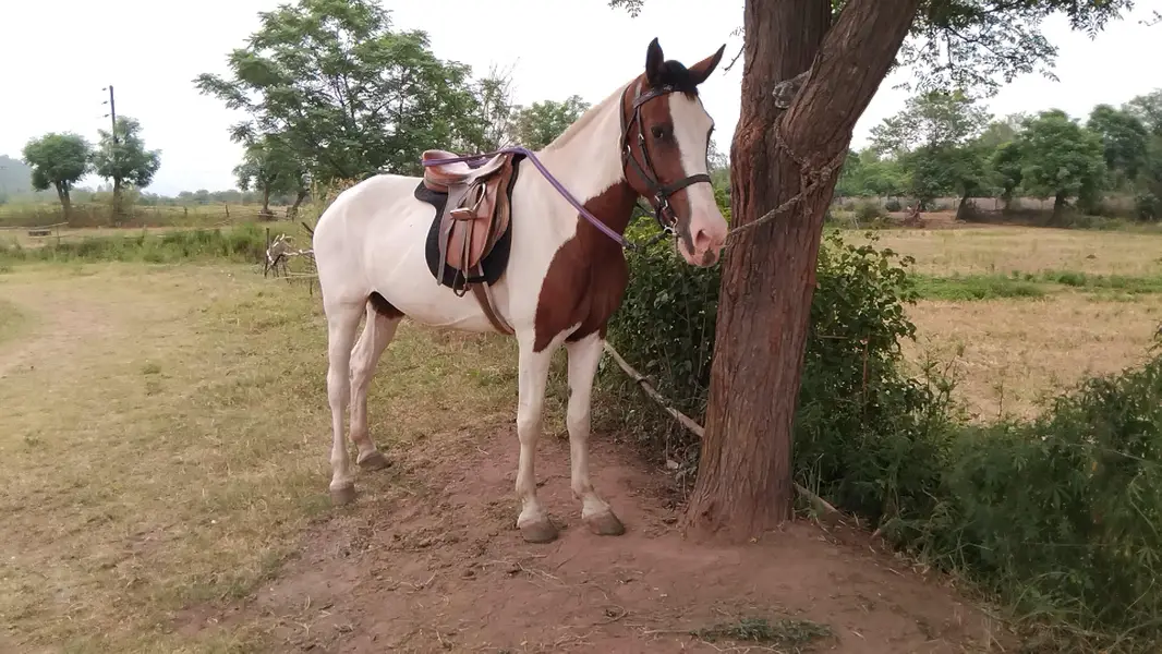 Pinto Mare