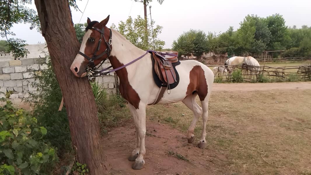 Pinto Mare 1