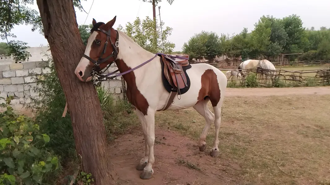 Pinto Mare — photo 2