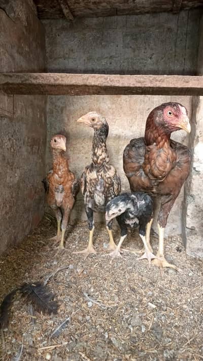 Aseel Chicks