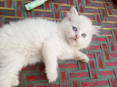 kitten for sale