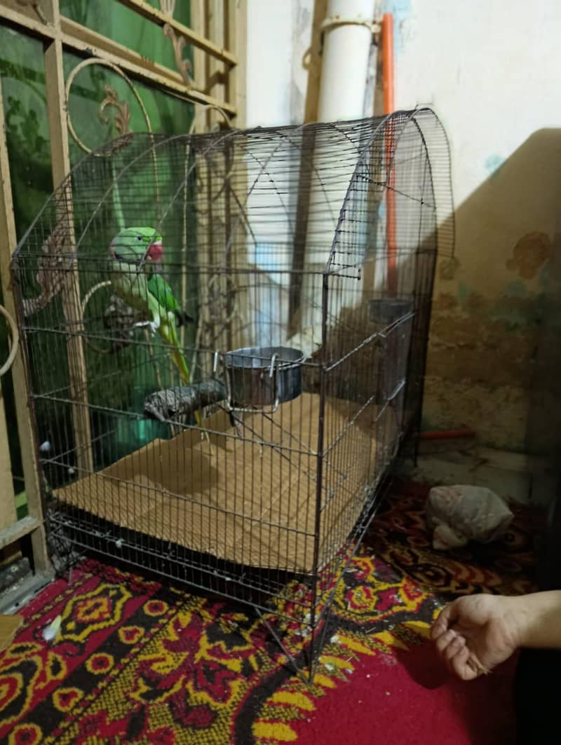 without parrot 1