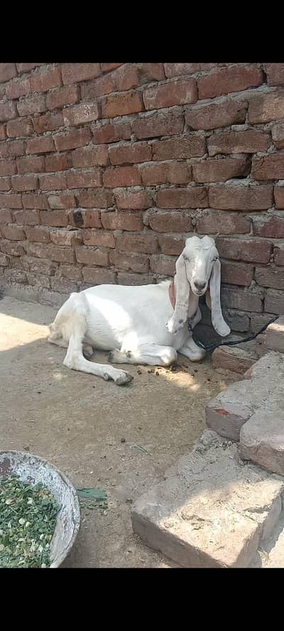 female goat