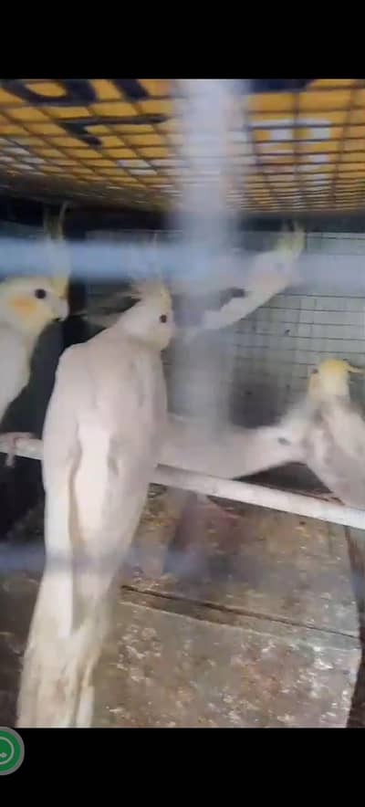 cockatiel