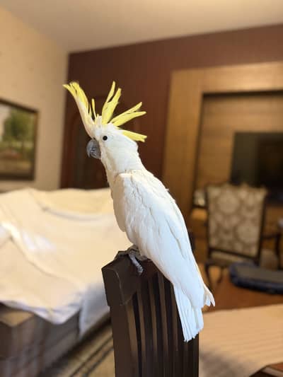 Cocakatoo for sale