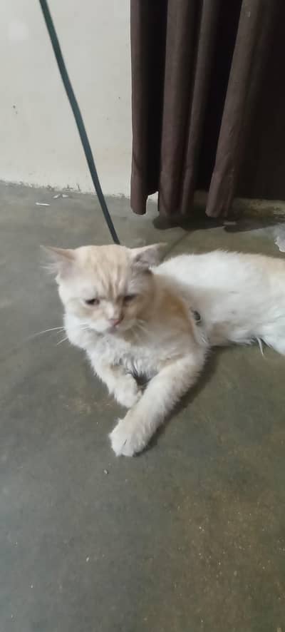 good cat