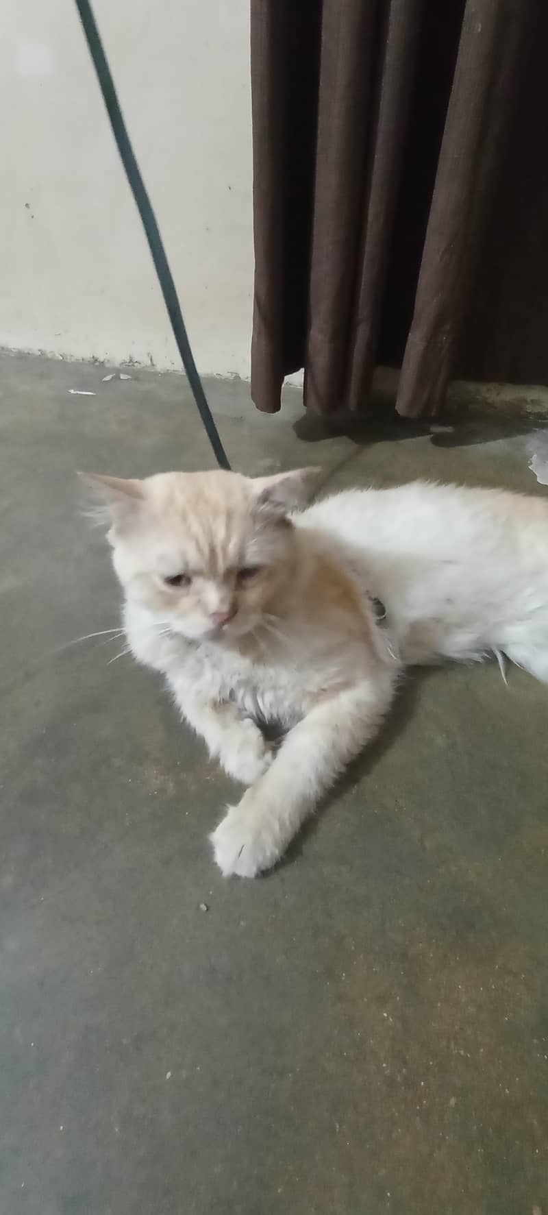 good cat 0