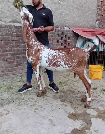 mashallah khubsurat best qulty desi goat
