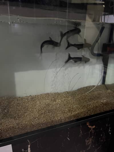 Accuriam sale 2Fit with pump and Filter