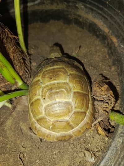 tortoise turtle Russian tortoise