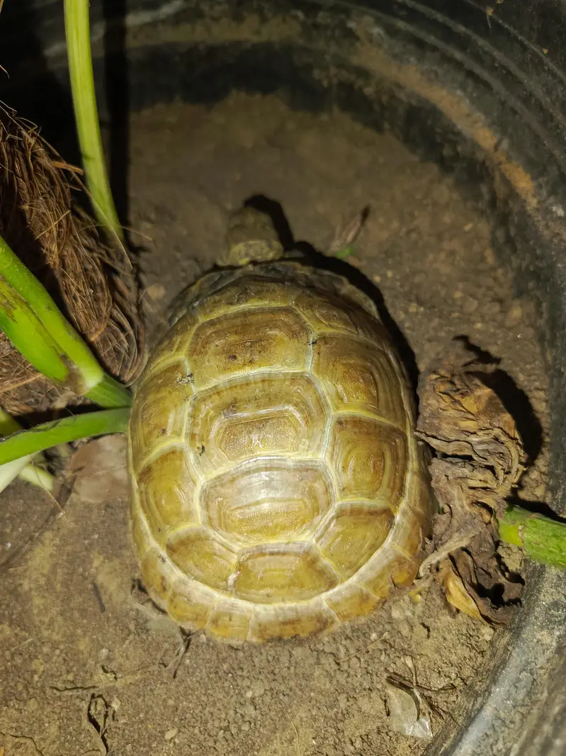 tortoise turtle Russian tortoise