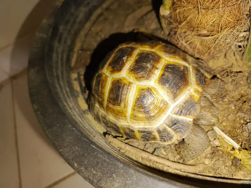 tortoise turtle Russian tortoise — photo 2