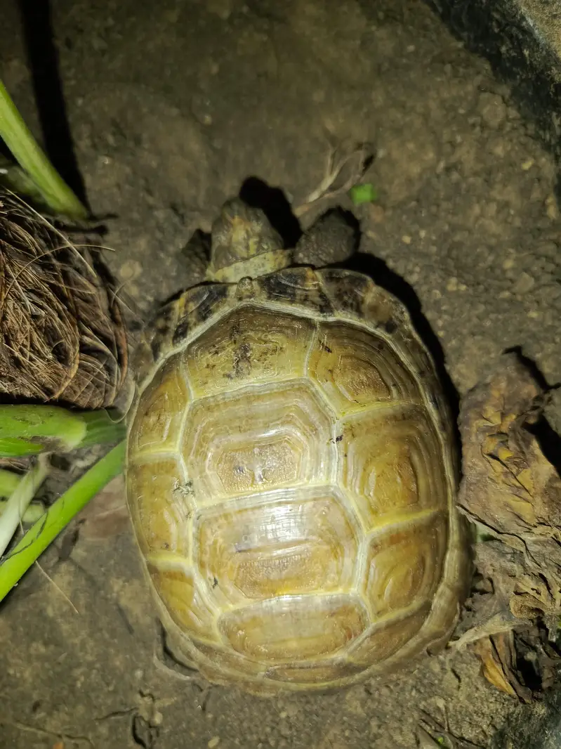 tortoise turtle Russian tortoise — photo 3