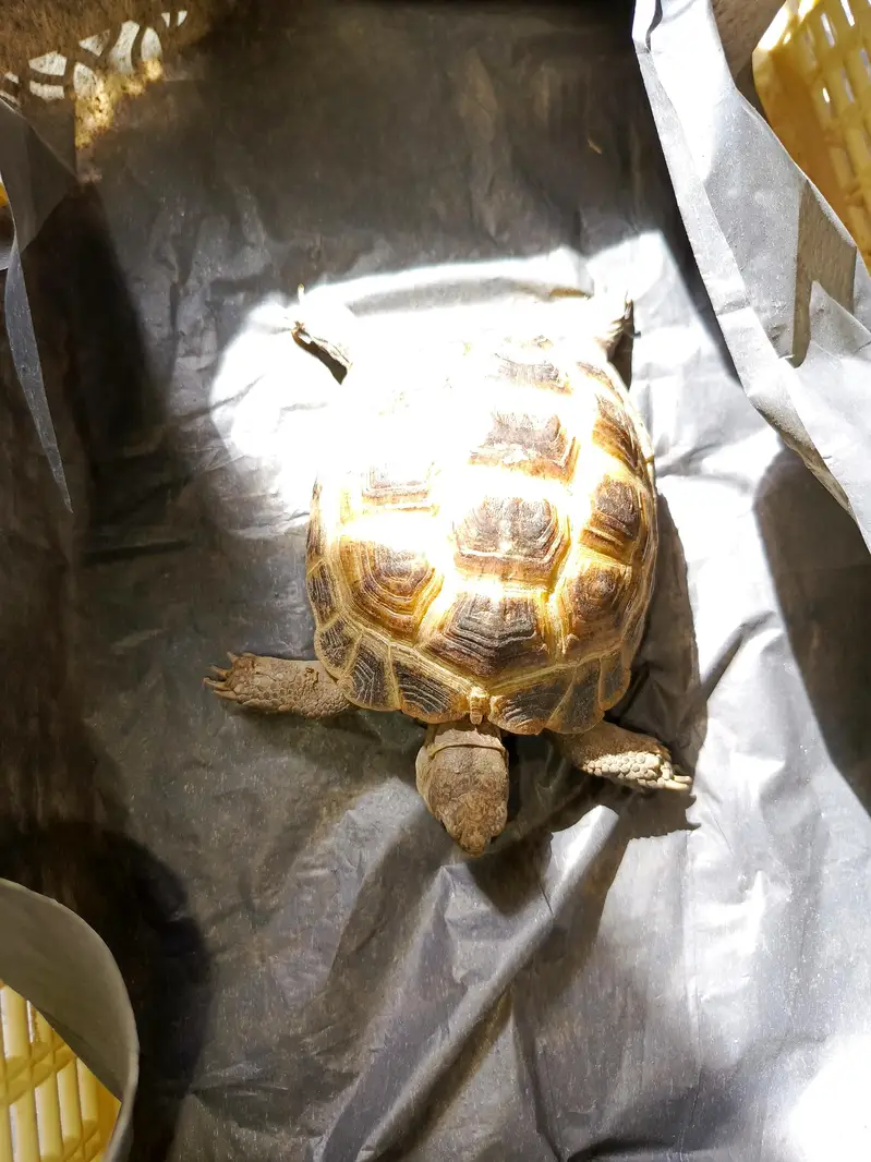 tortoise turtle Russian tortoise — photo 4
