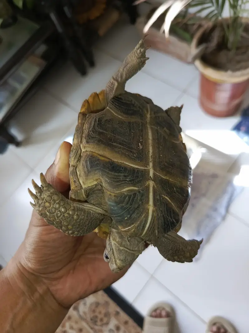 tortoise turtle Russian tortoise — photo 5