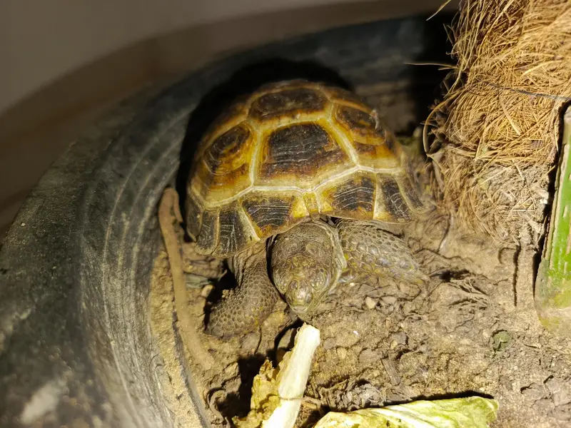 tortoise turtle Russian tortoise — photo 6