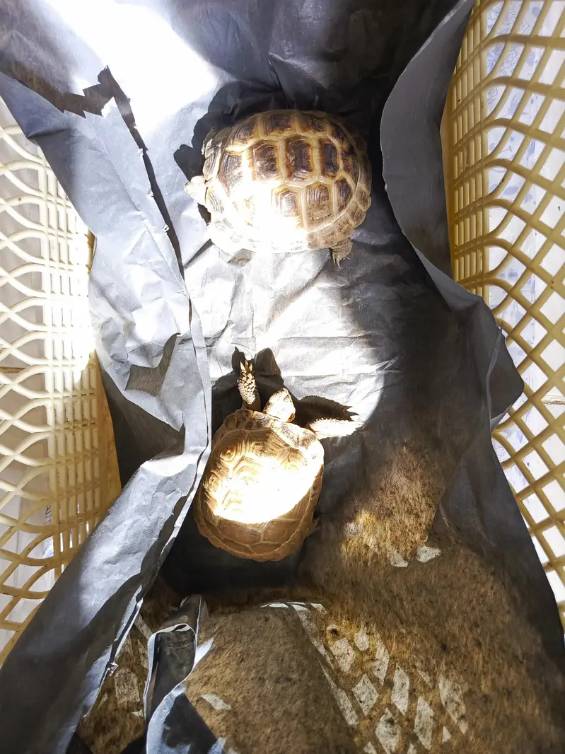 tortoise turtle Russian tortoise — photo 7