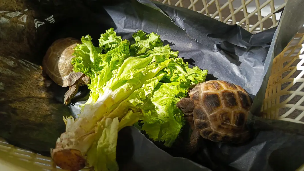 tortoise turtle Russian tortoise — photo 8