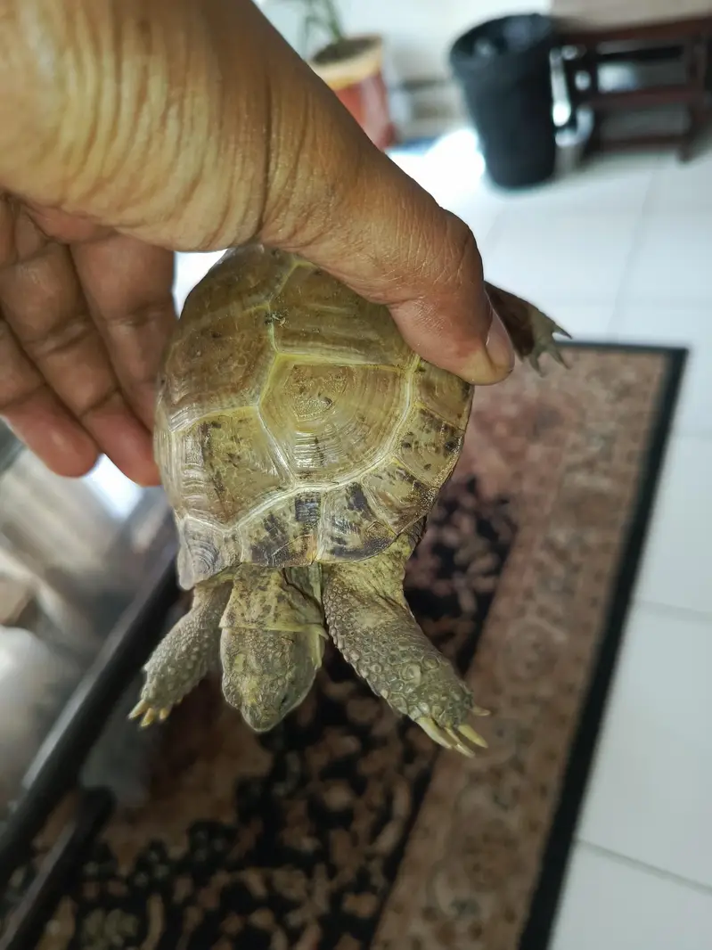 tortoise turtle Russian tortoise — photo 9