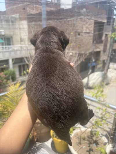 British lab pup