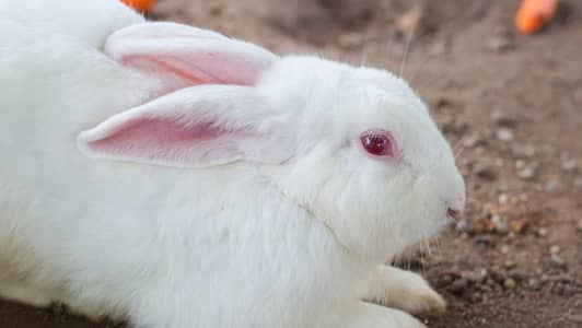 rabbit white colour and red eyes one couple