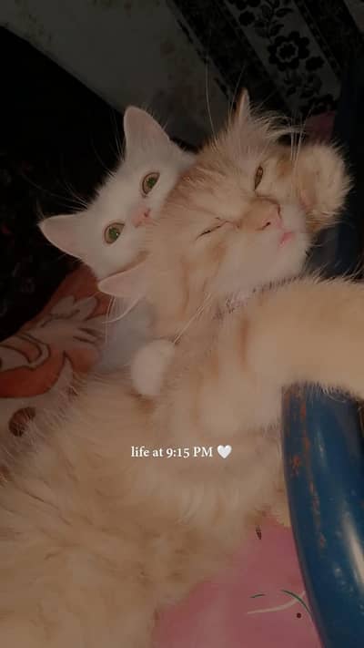 Persian Cats for Sale – Active and Healthy (Male & Female Pair)