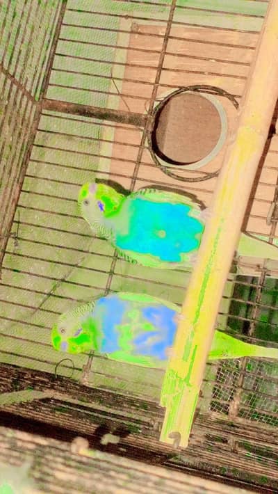 Rainbow Parrots . . . only 4 pices 2no jora lagy han