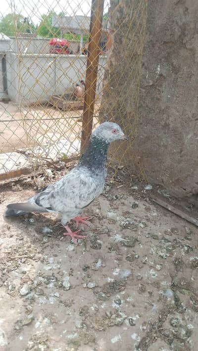 high flyer khabootar for sale ha