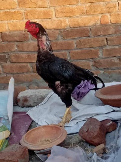Mushka Murg For sale