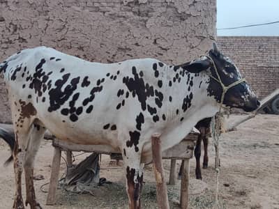 vach for sale