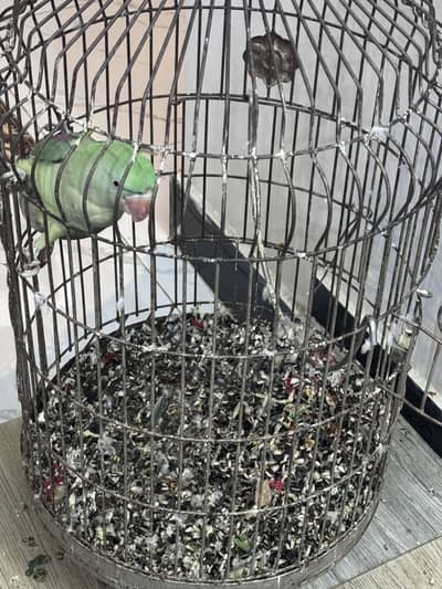 Meethu for sale
