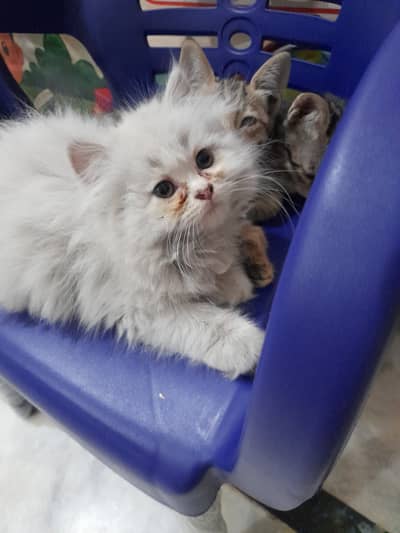 Only serious buyers and animal lovers