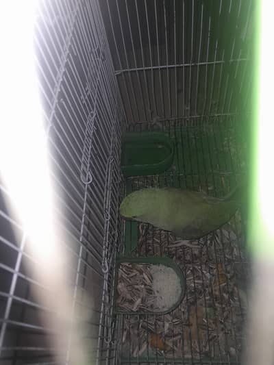 very healthy and semi tame raw parrot female talking mia miithu wordss