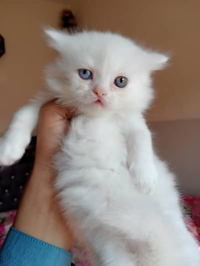 triple coted ceut kittan  03125718522 whatap cal