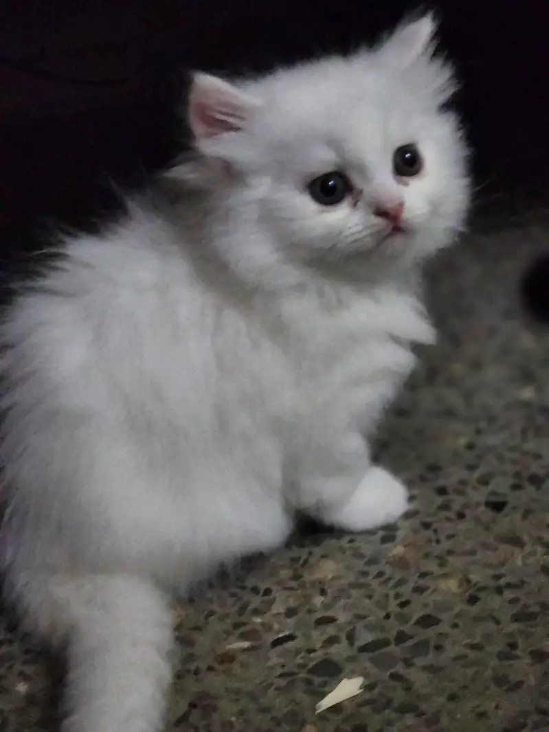 triple coted ceut kittan  03125718522 whatap cal — photo 2