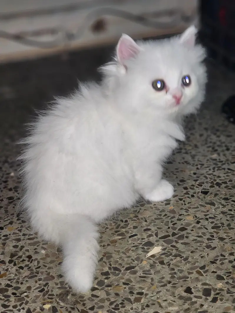triple coted ceut kittan  03125718522 whatap cal — photo 3