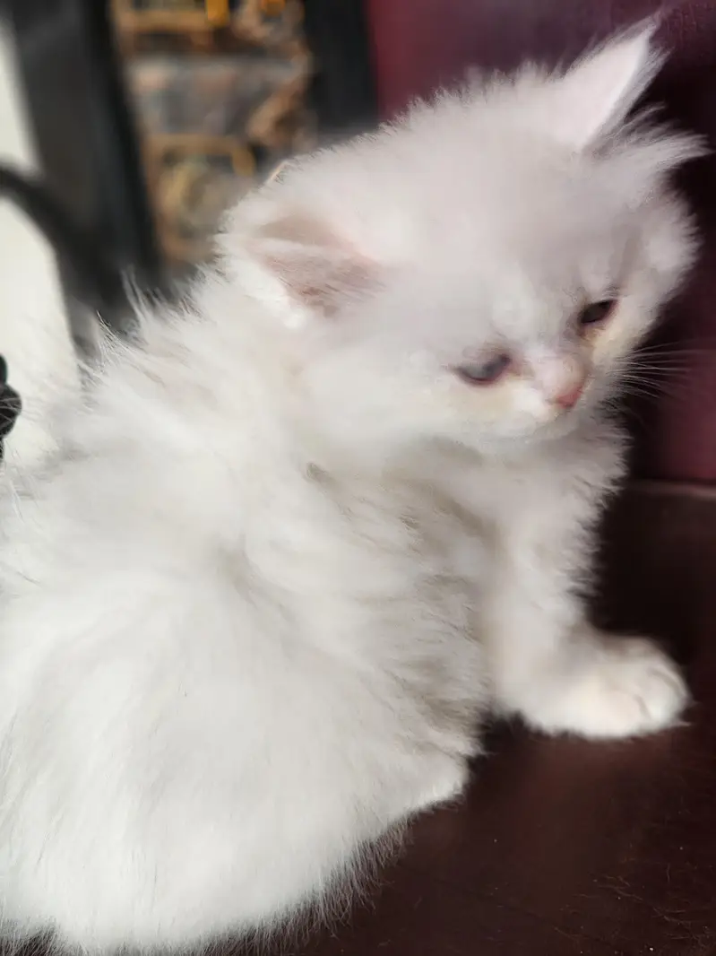 triple coted ceut kittan  03125718522 whatap cal — photo 4