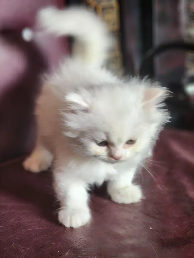 triple coted ceut kittan  03125718522 whatap cal — photo 5