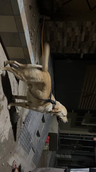 Labradors for sale