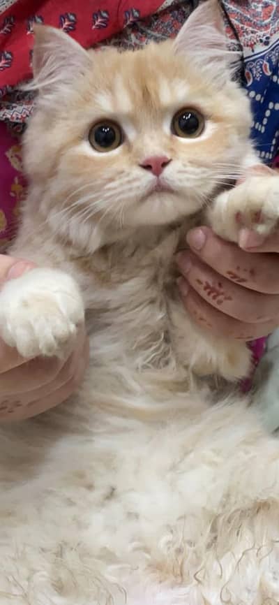 Persian Mixed