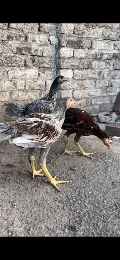 4 Thai aseel chiks for sale